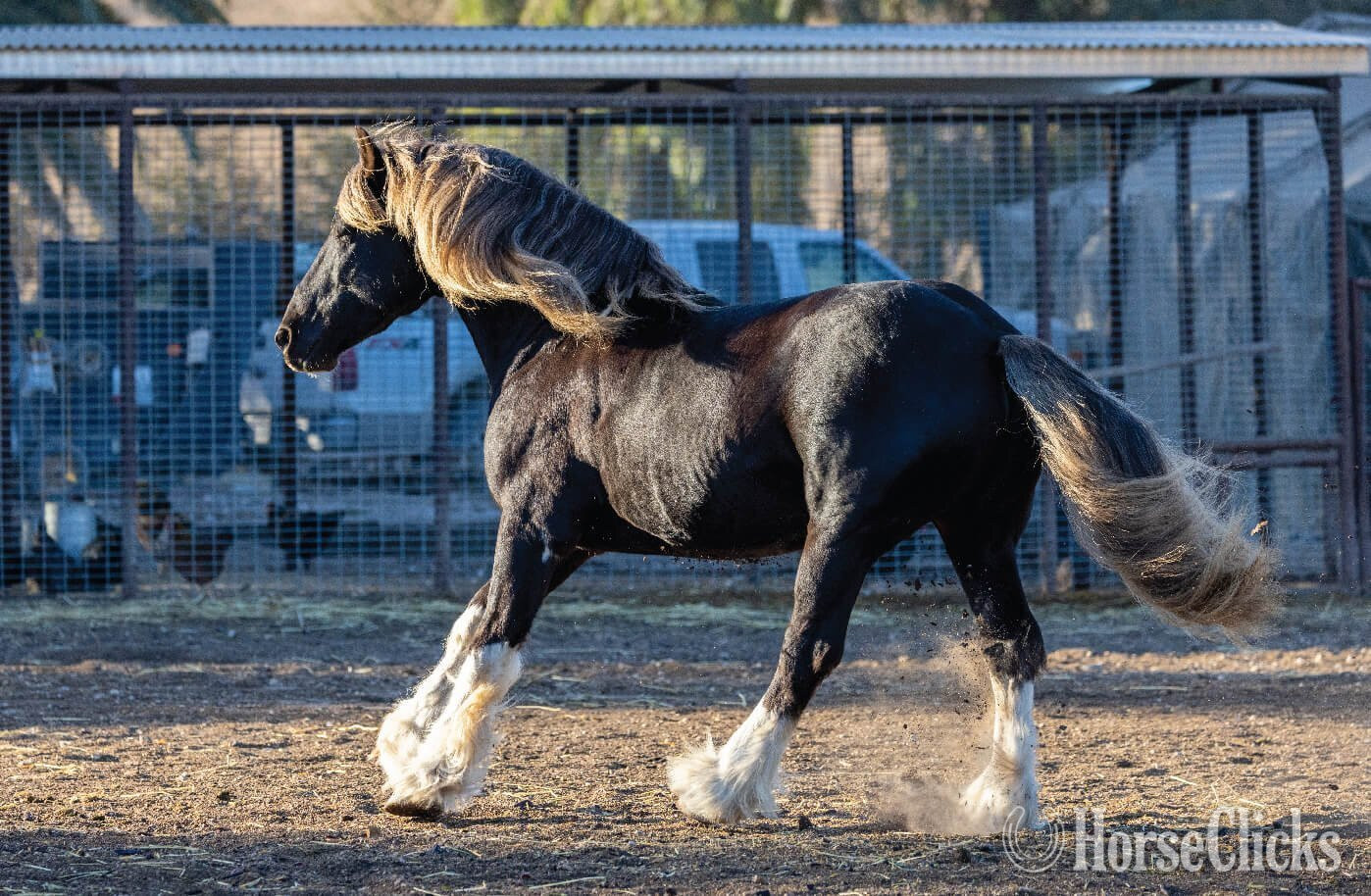 Thoroughbred - "The Innocent One" Bay Mare Thoroughbred in California