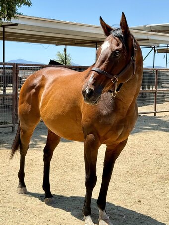 "The Innocent One" Bay Mare Thoroughbred