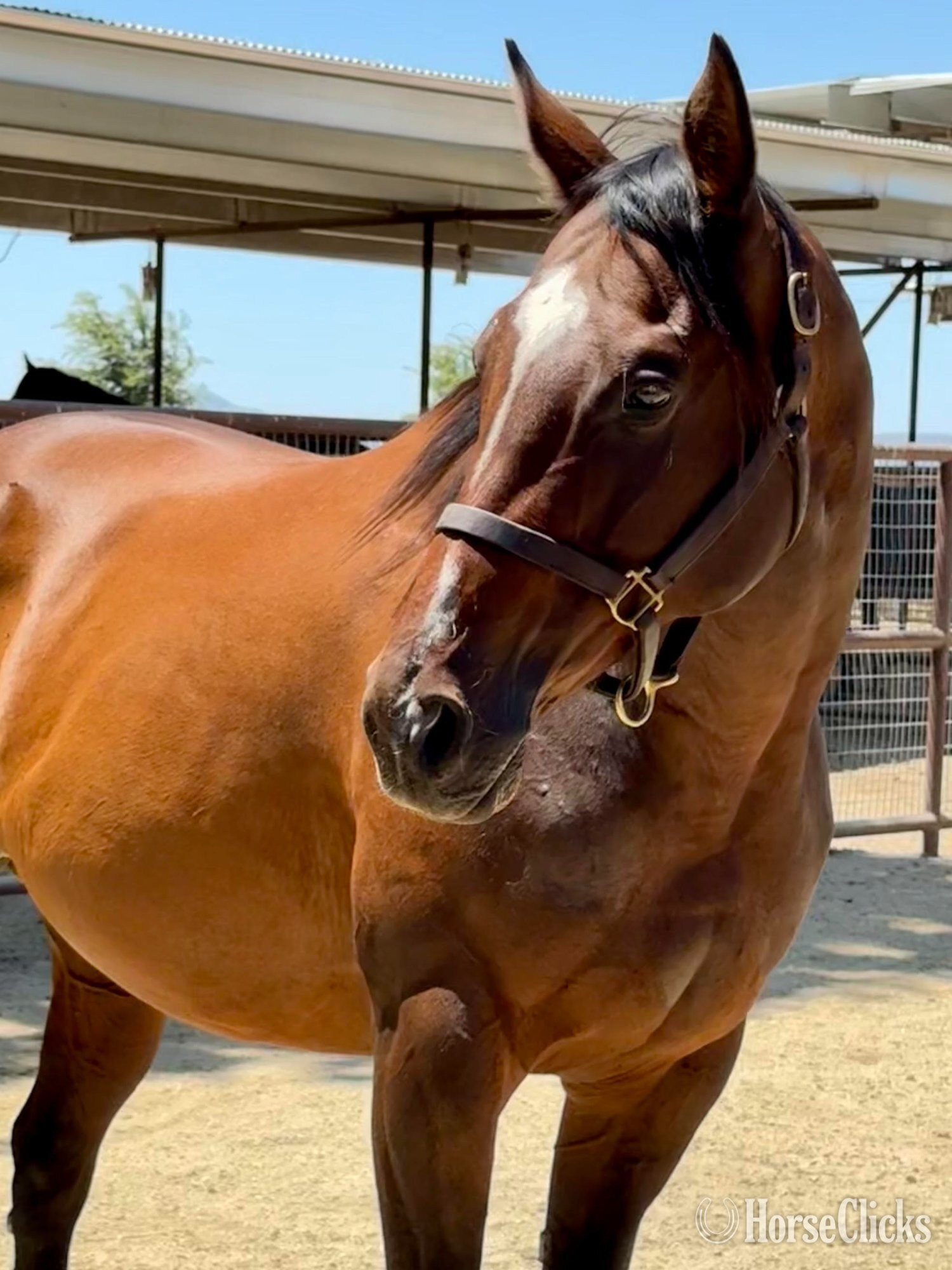 "The Innocent One" Bay Mare Thoroughbred