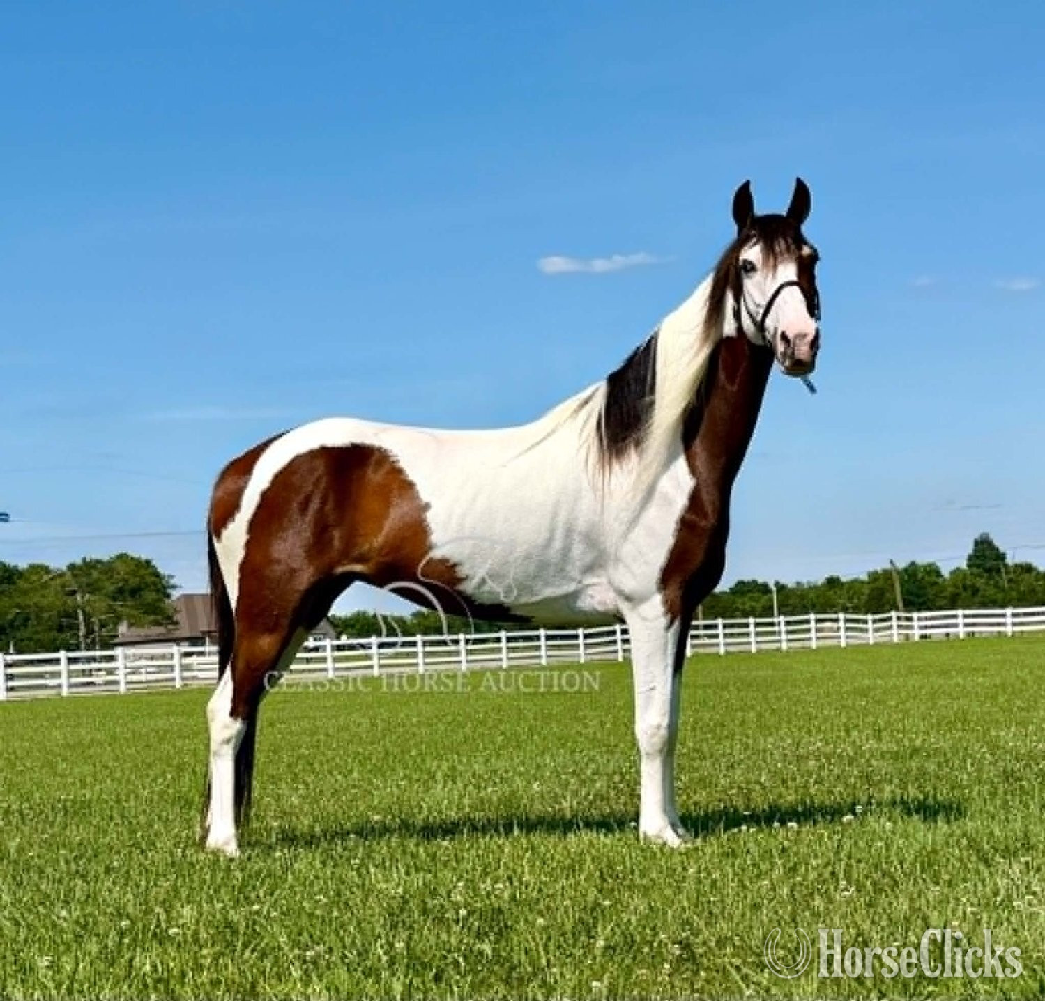 Spotted Saddle - "BONNIE PARKER" Tabiano Mare Spotted Saddle