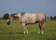"Reno" Grey Gelding Quarter Horse