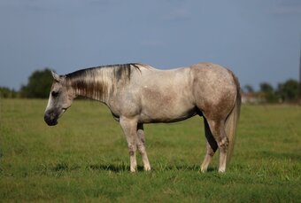 "Reno" Grey Gelding Quarter Horse