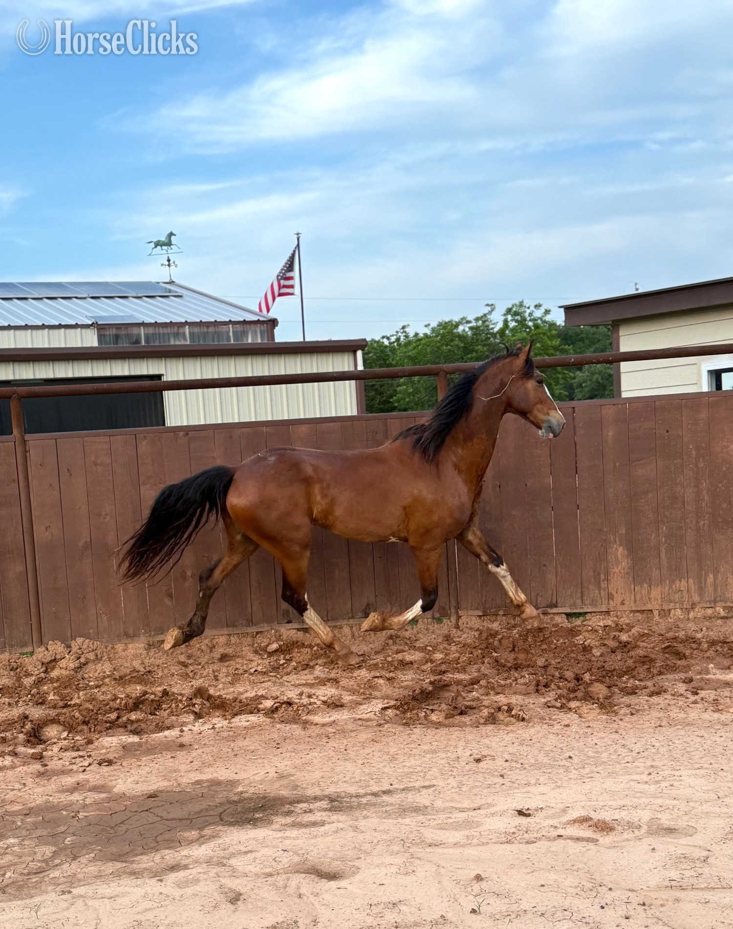 "Cosmo " Bay Gelding Dutch Warmblood