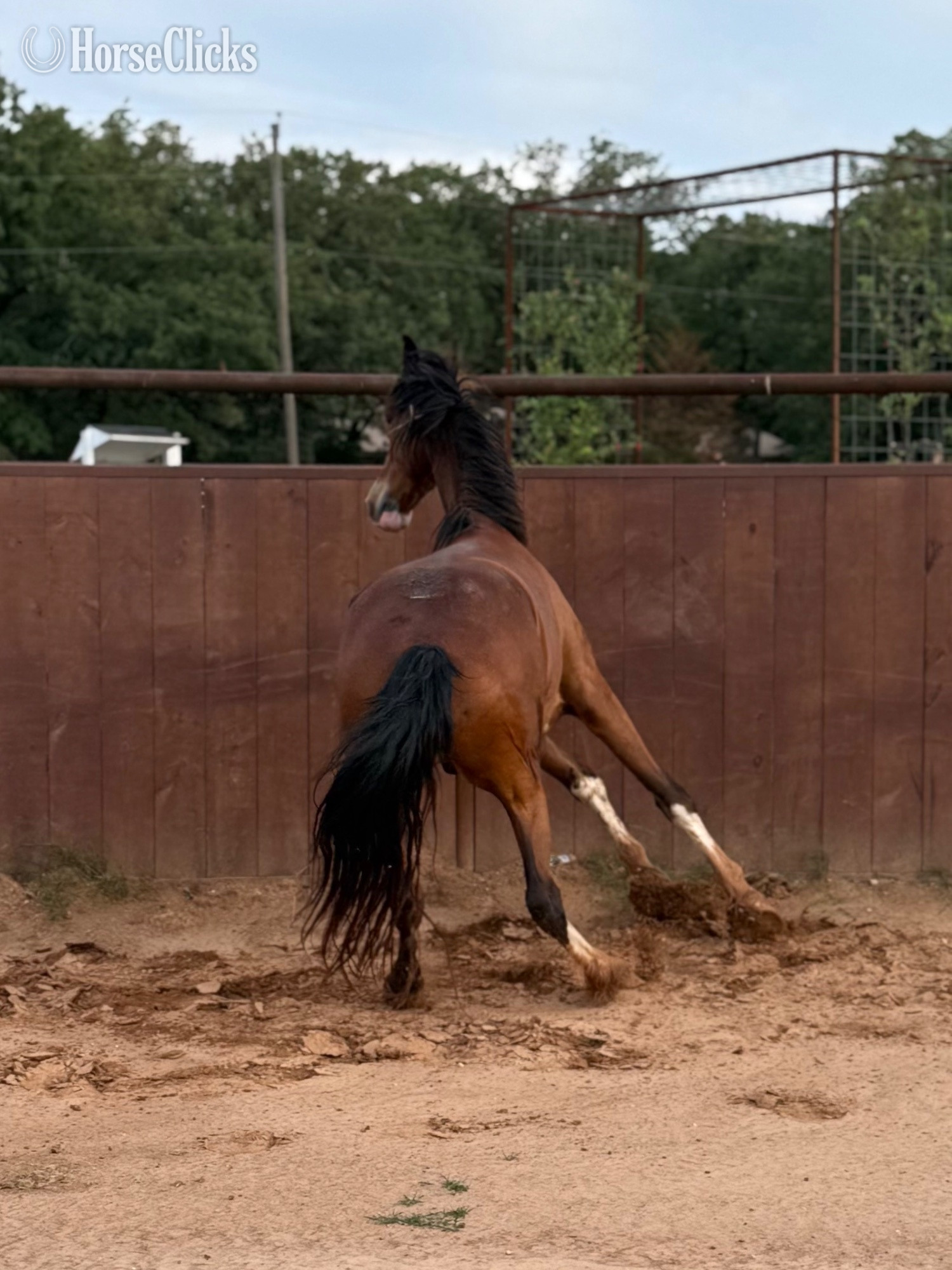Texas "Cosmo " Bay Gelding Dutch Warmblood