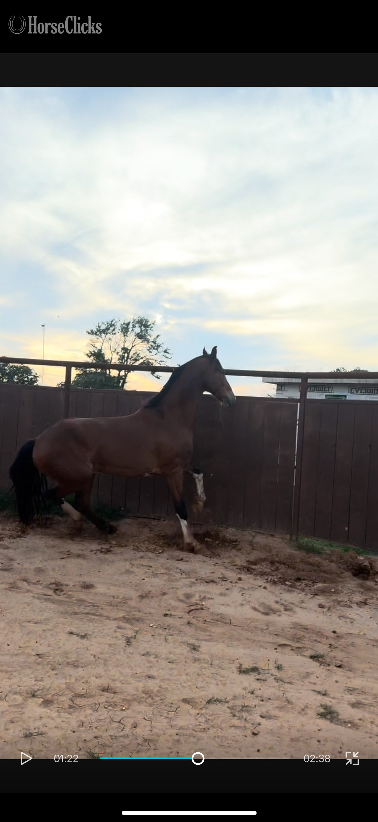 "Cosmo " Bay Gelding Dutch Warmblood - Dutch Warmbloods in Texas