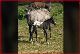 "Neveah & Parker" Black Filly POA
