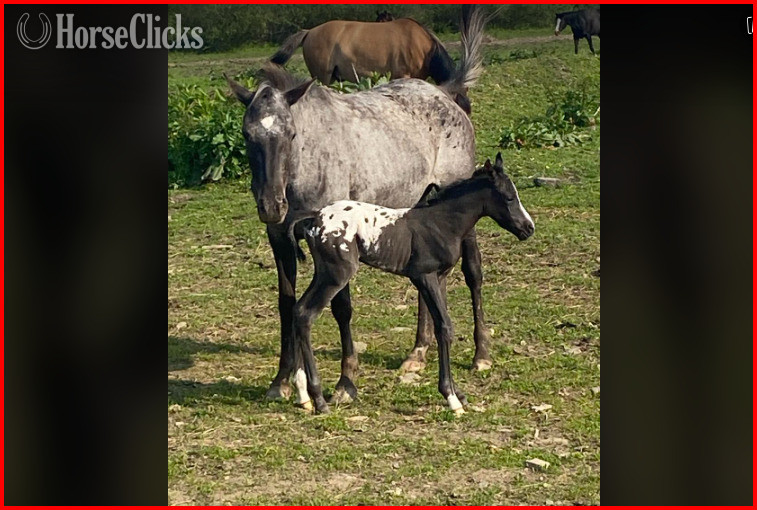 "Neveah & Parker" Black Filly POA in New York