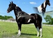 "CACTUS" Tabiano Gelding Spotted Saddle