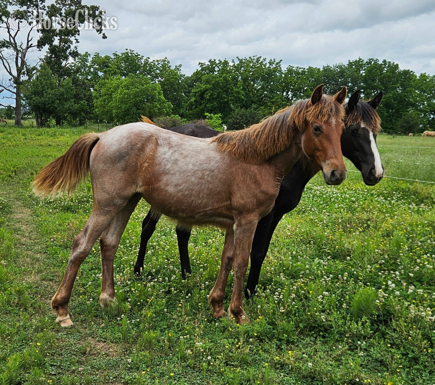 "Angel" Red Roan Filly Tennessee Walker in Arkansas