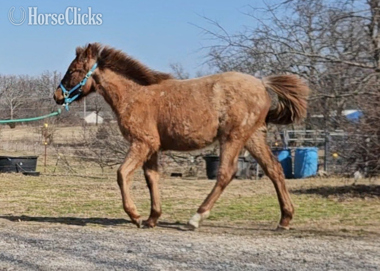 "Angel" Red Roan Filly Tennessee Walker