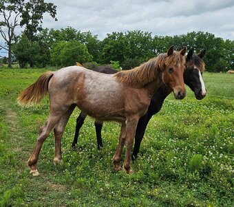 "Angel" Red Roan Filly Tennessee Walker