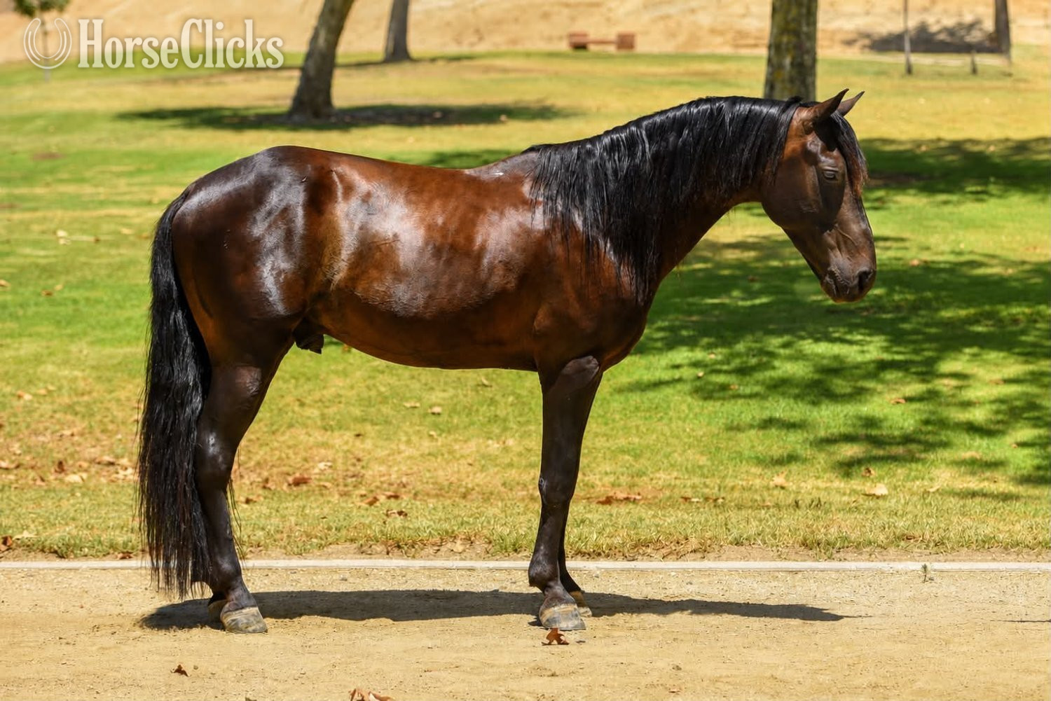 "DIEGO" Black Gelding Quarter Pony in California
