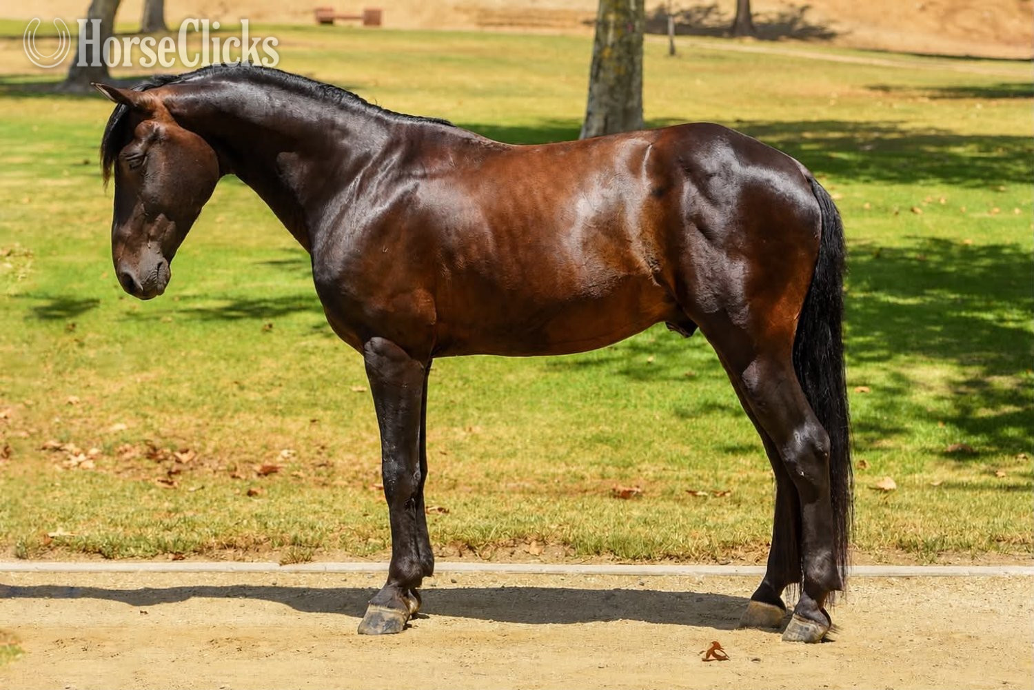 "DIEGO" Black Gelding Quarter Pony