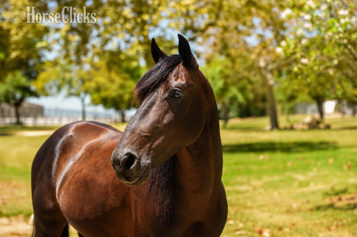 California "DIEGO" Black Gelding Quarter Pony
