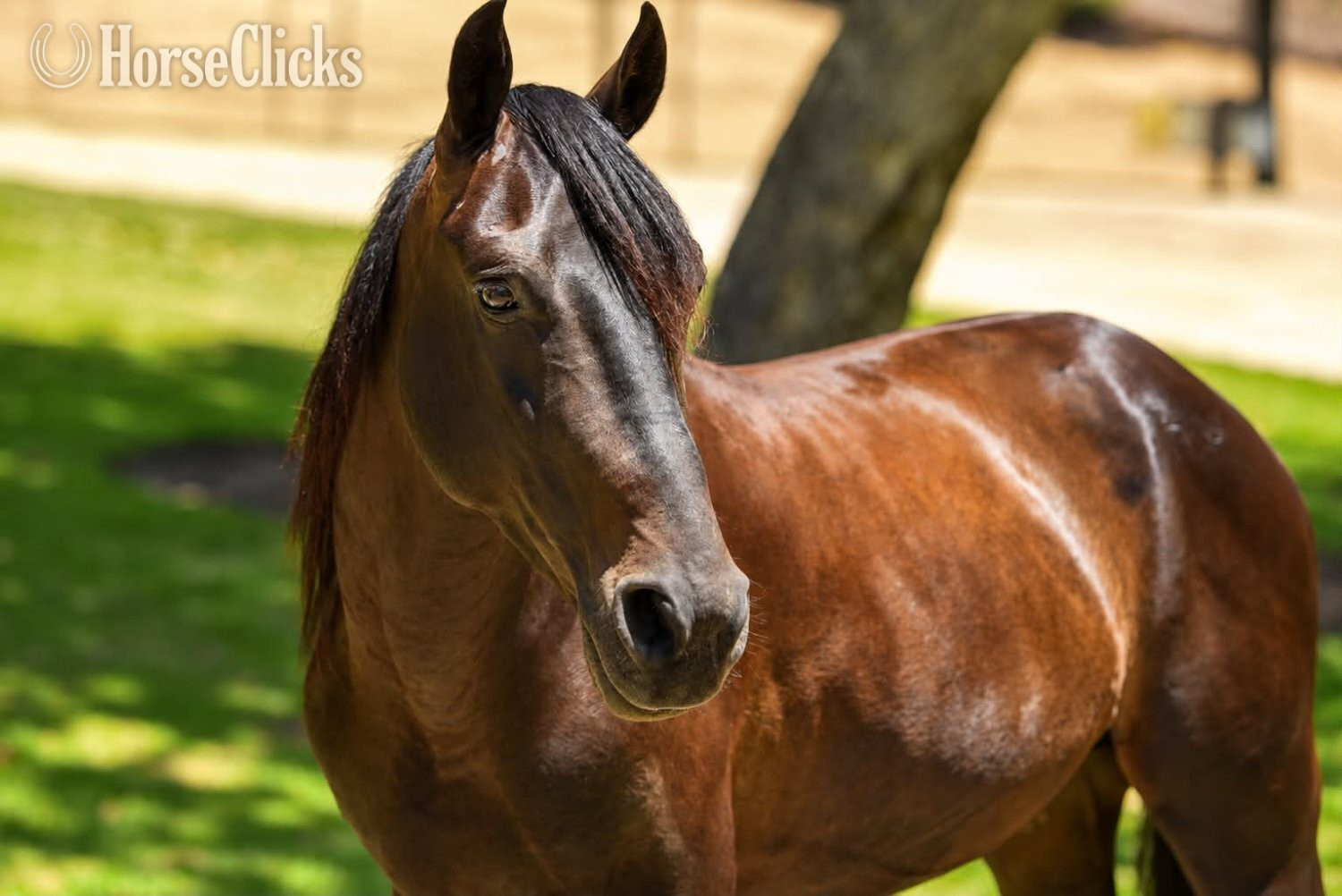 "DIEGO" Black Gelding Quarter Pony - Quarter Pony in California