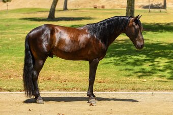 "DIEGO" Bay Gelding Quarter Pony