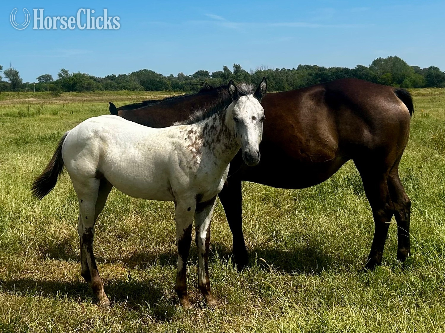 "Homozygous Black Lp and Patn1 " Black Stallion Appaloosa
