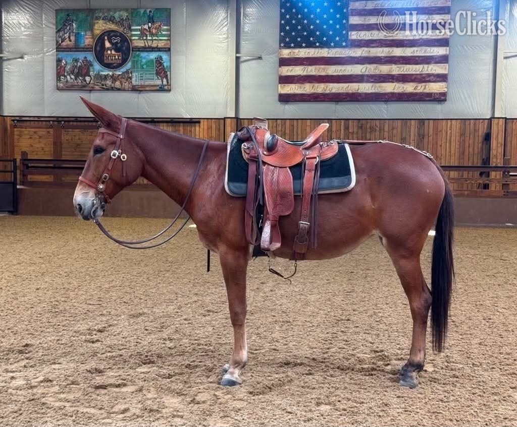 "JOSIE" Sorrel Mare Mule in Idaho