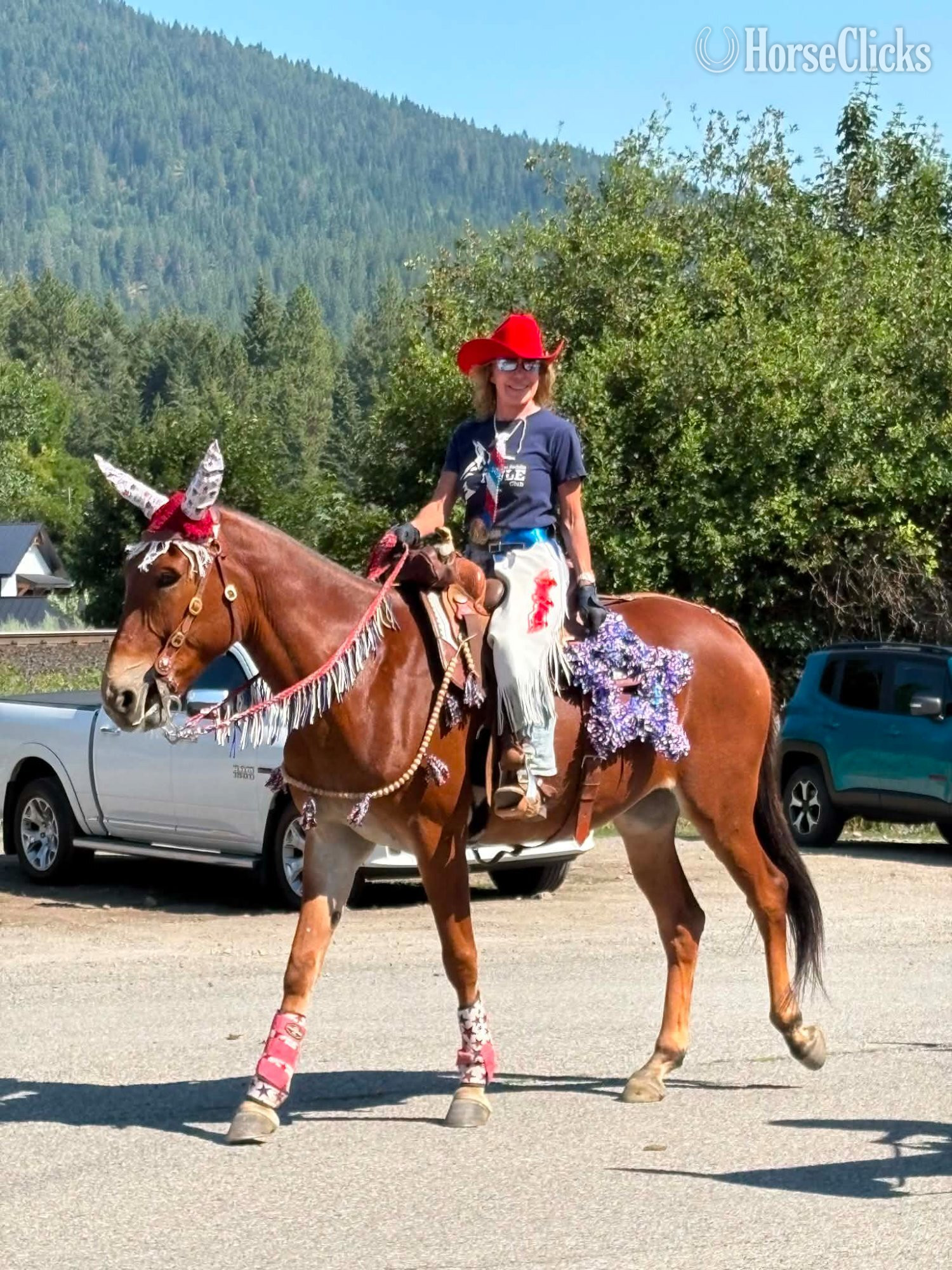 "JOSIE" Sorrel Mare Mule