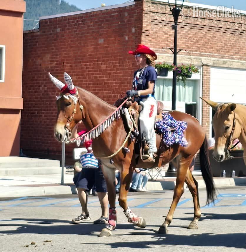 Idaho "JOSIE" Sorrel Mare Mule