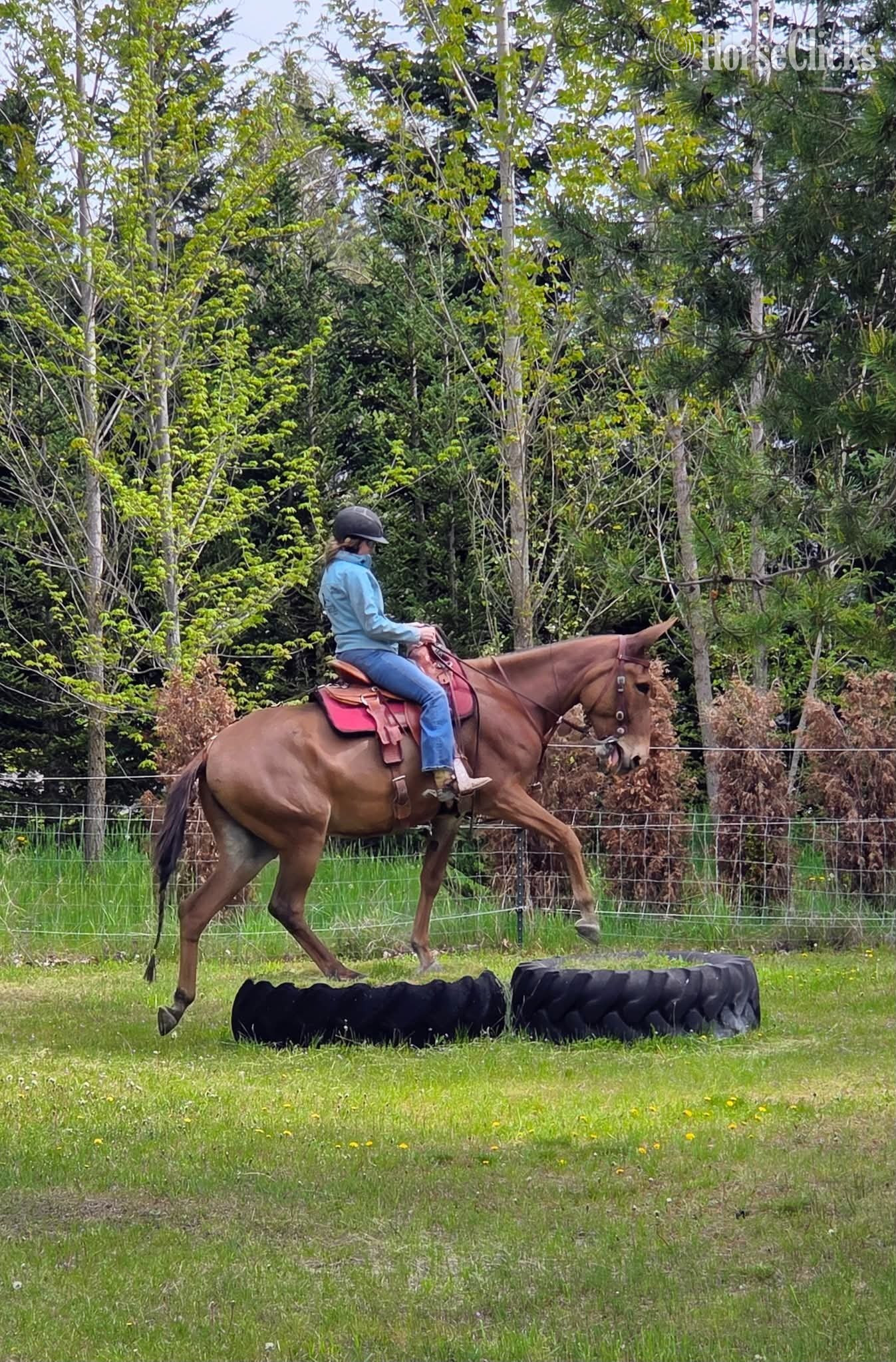 "JOSIE" Sorrel Mare Mule - Mule in Idaho