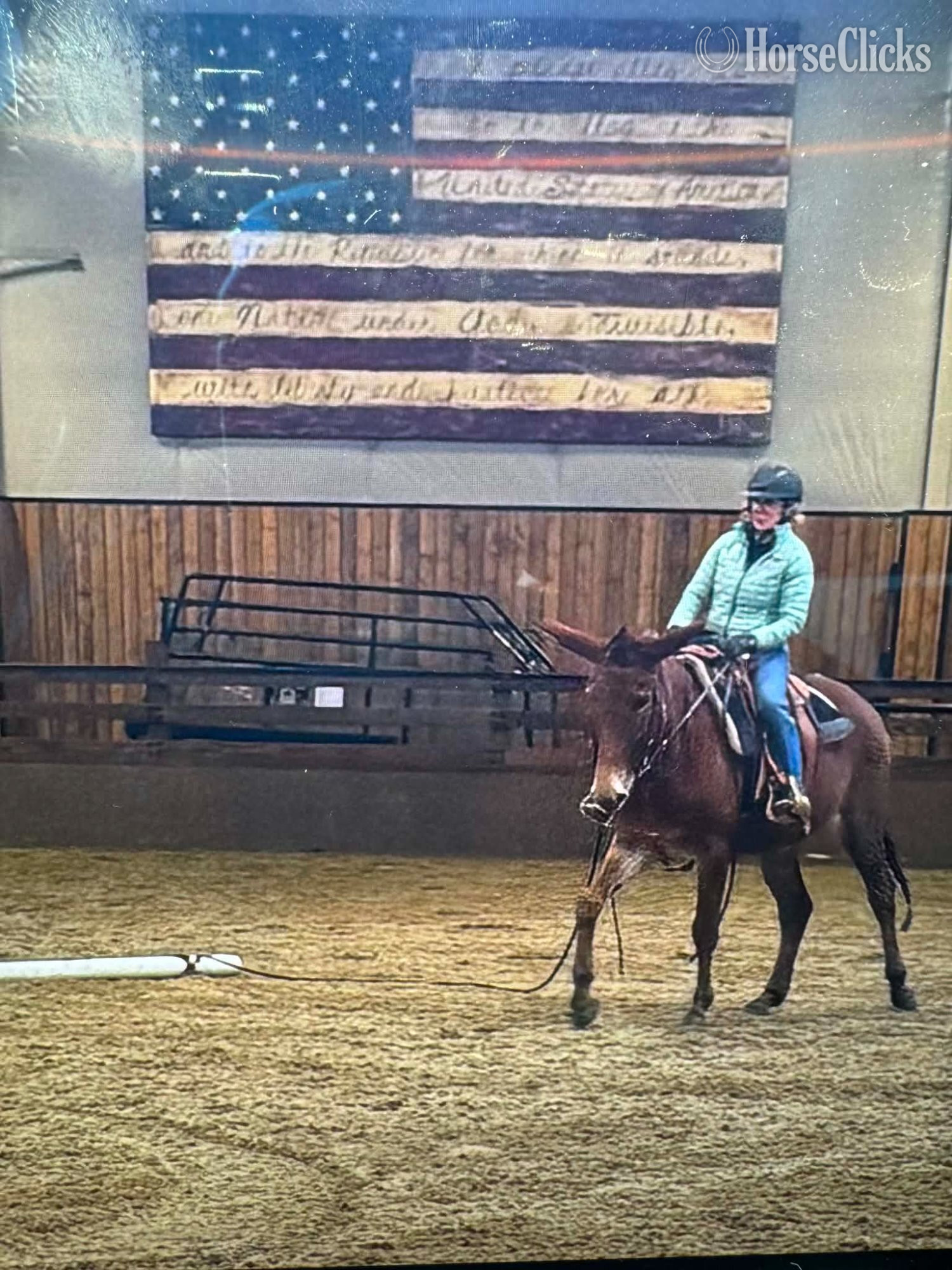 "JOSIE" Sorrel Mare Mule - Mule