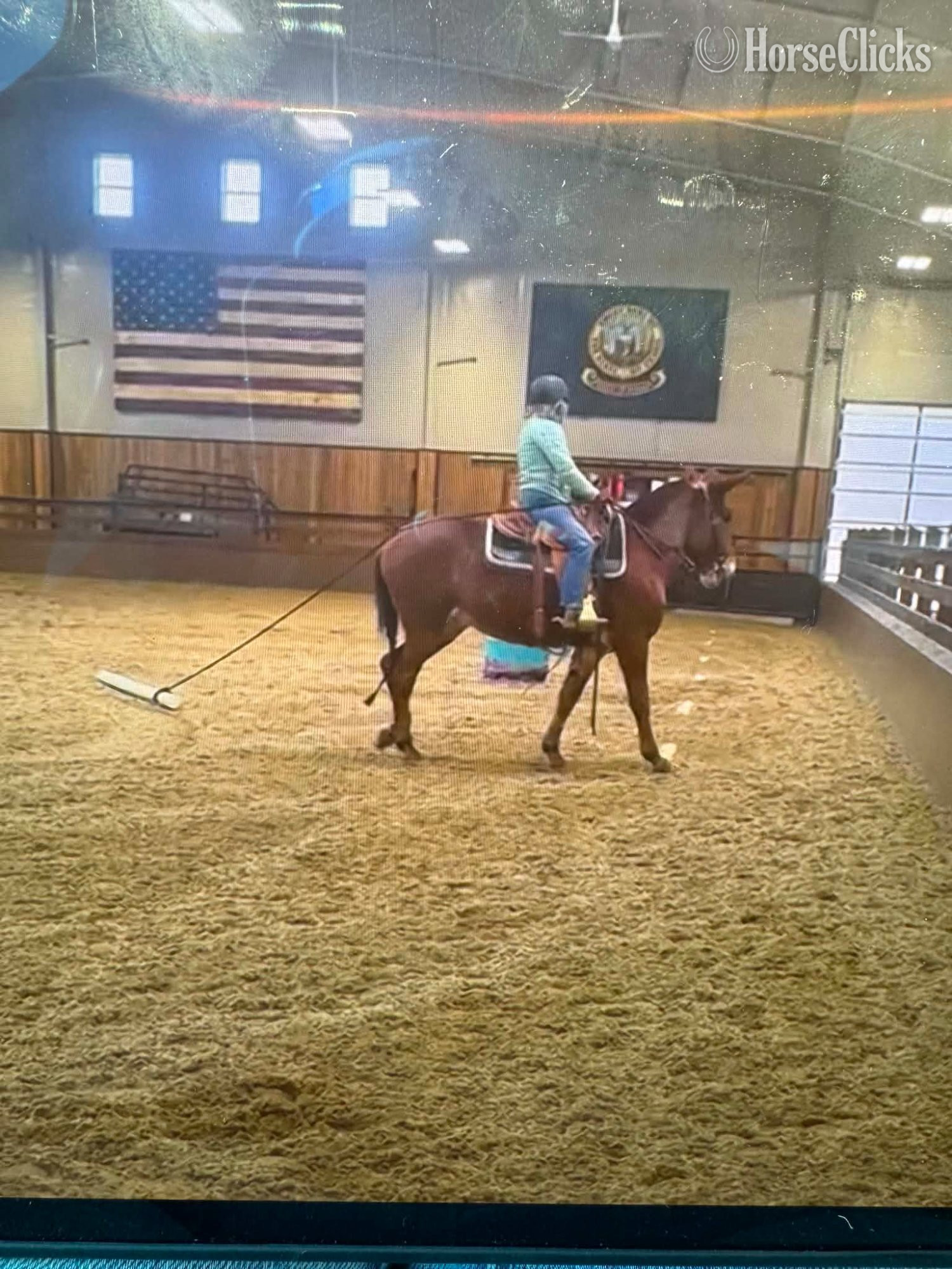 "JOSIE" Sorrel Mare Mule Idaho