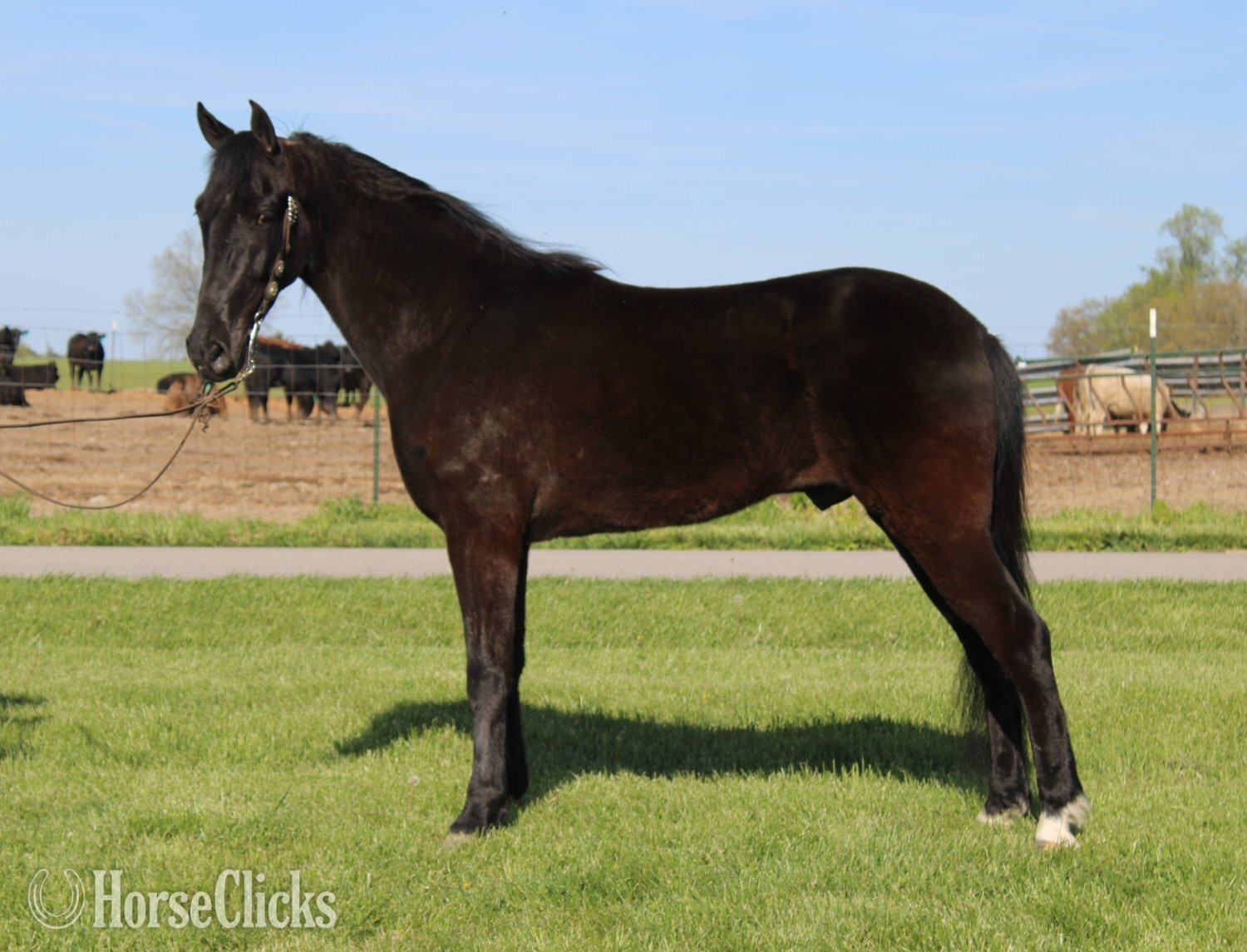 "A Secret Sky" Black Gelding Tennessee Walker in Kentucky