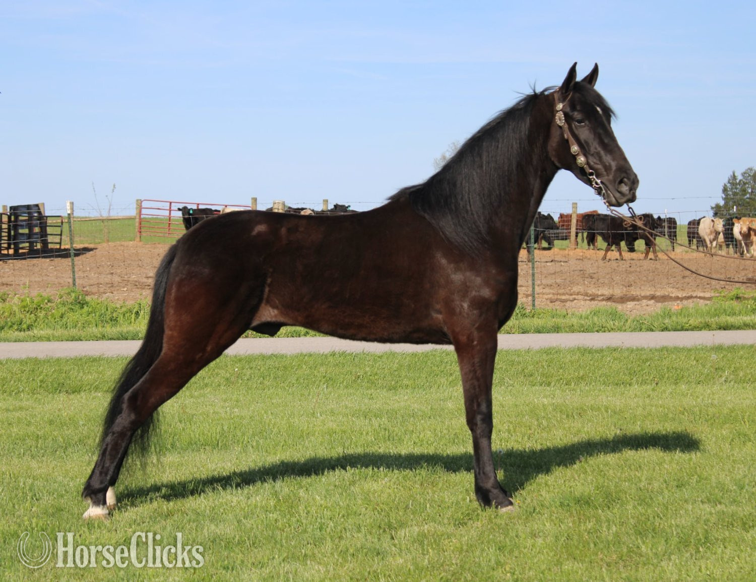 "A Secret Sky" Black Gelding Tennessee Walker