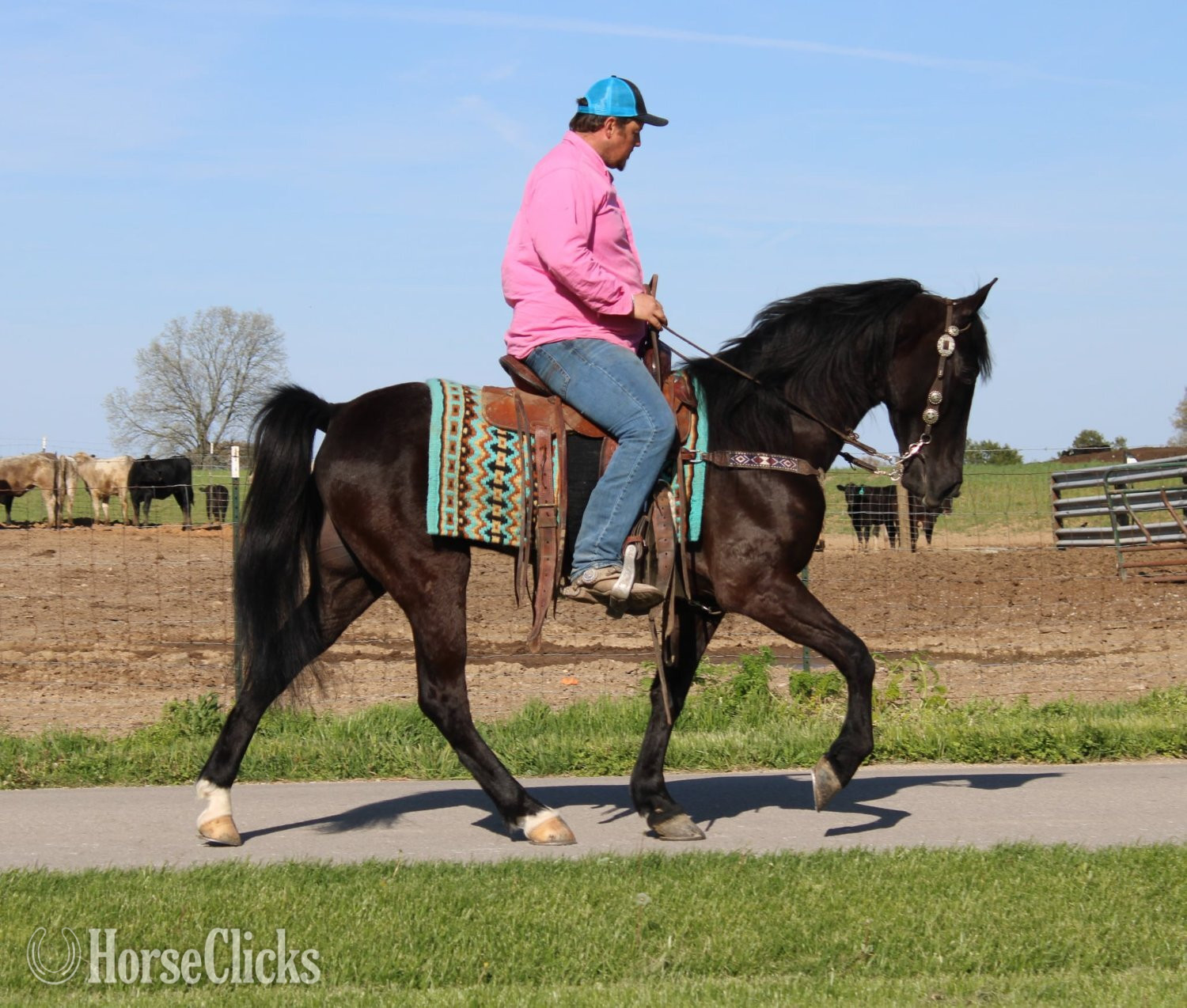 Kentucky "A Secret Sky" Black Gelding Tennessee Walker