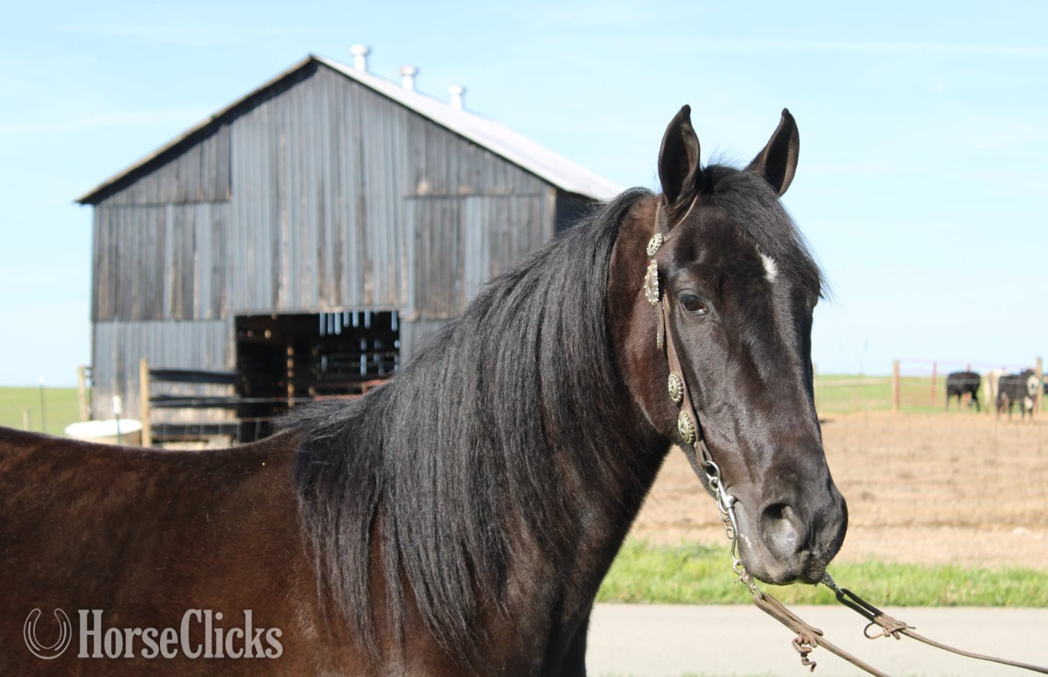 "A Secret Sky" Black Gelding Tennessee Walker - Tennessee Walker in Kentucky