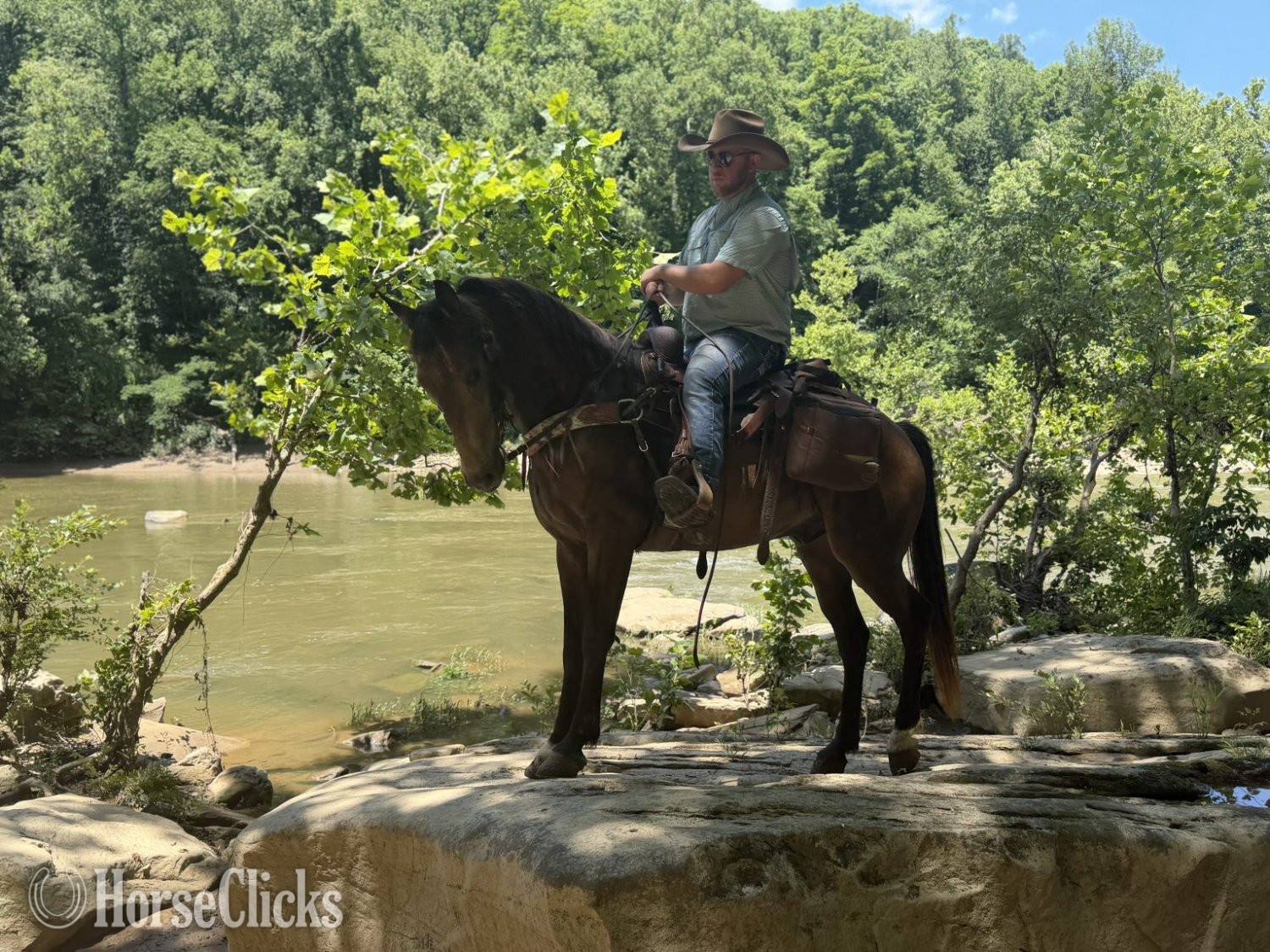 "PREACHER" Buckskin Gelding Kentucky Mountain