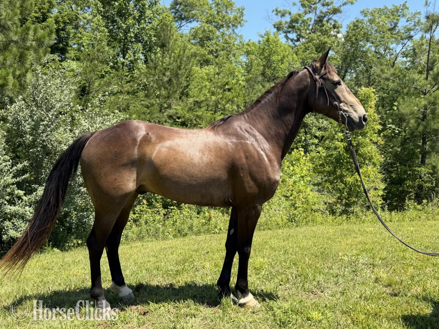 Kentucky "PREACHER" Buckskin Gelding Kentucky Mountain