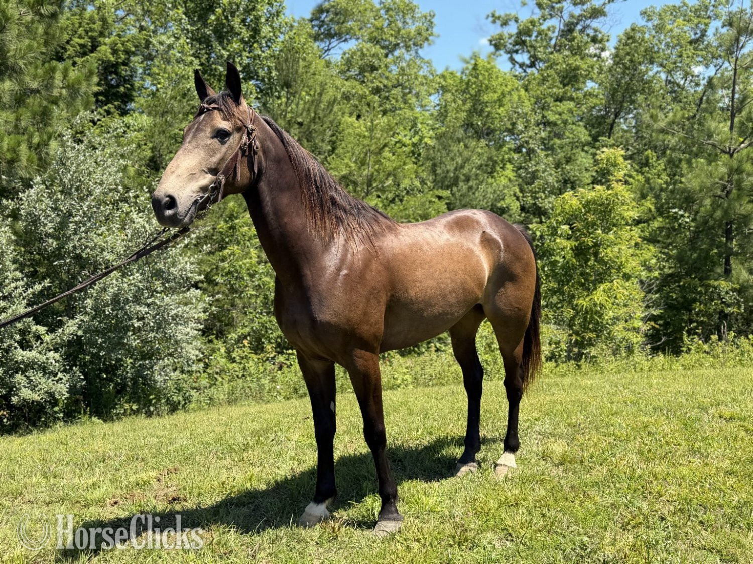 "PREACHER" Buckskin Gelding Kentucky Mountain Kentucky