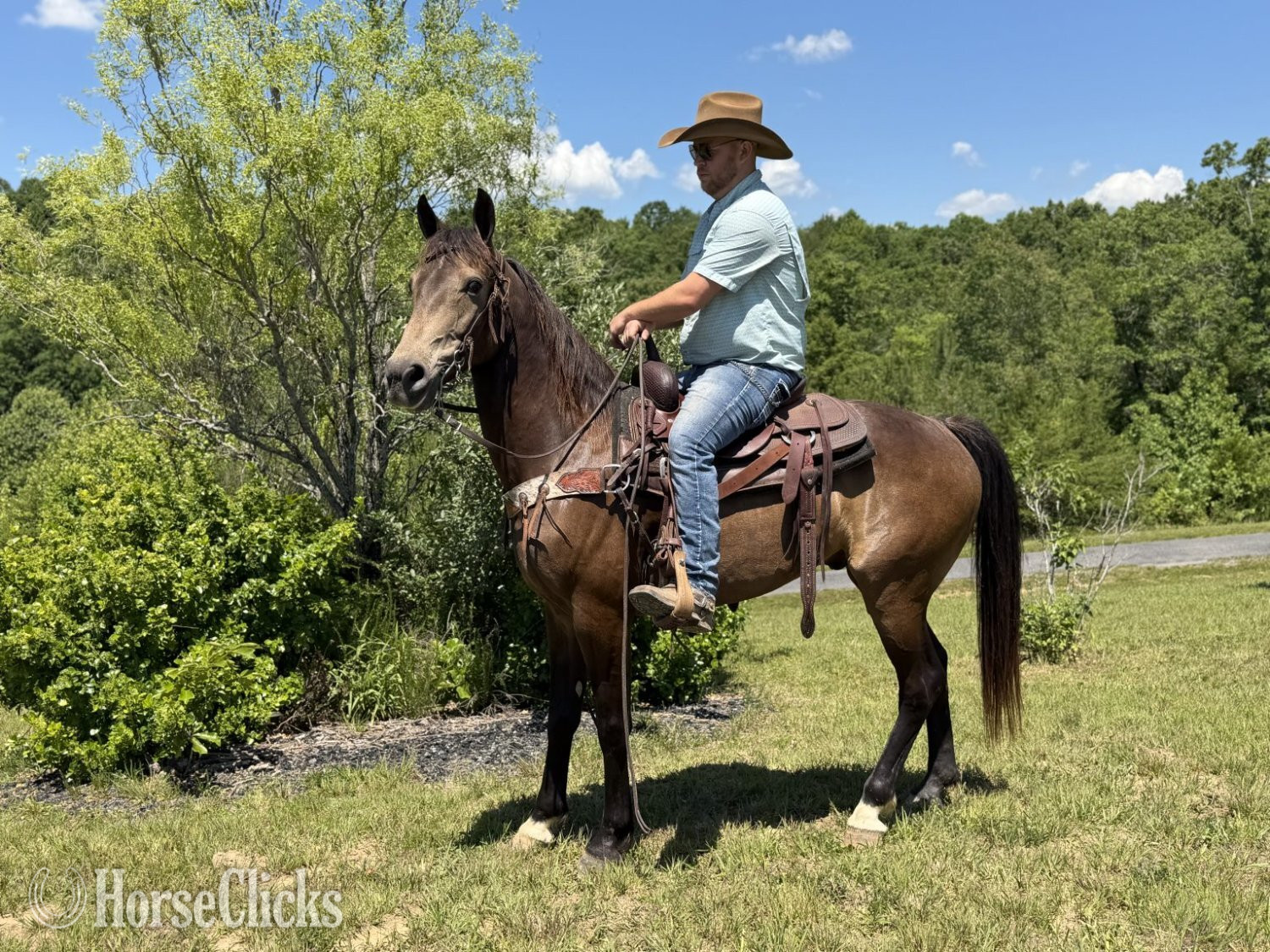 Kentucky Mountain - "PREACHER" Buckskin Gelding Kentucky Mountain in Kentucky