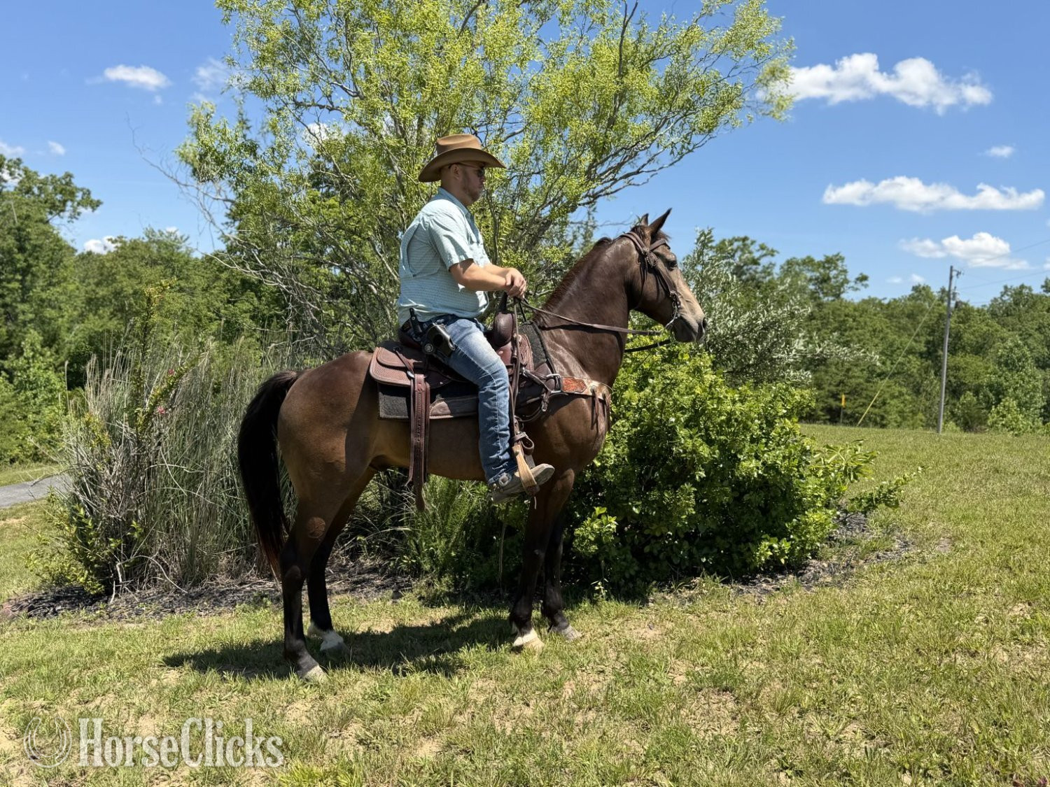 Kentucky Mountain - "PREACHER" Buckskin Gelding Kentucky Mountain