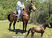 "PREACHER" Buckskin Gelding Kentucky Mountain