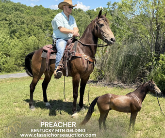 "PREACHER" Buckskin Gelding Kentucky Mountain