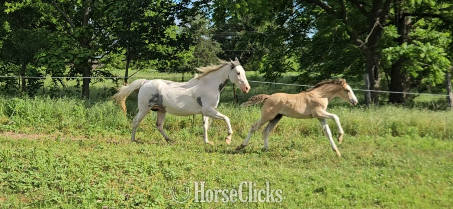 "Ollie " Dun Colt Tennessee Walker in Arkansas