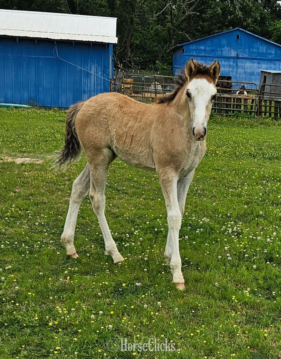 "Ollie " Dun Colt Tennessee Walker