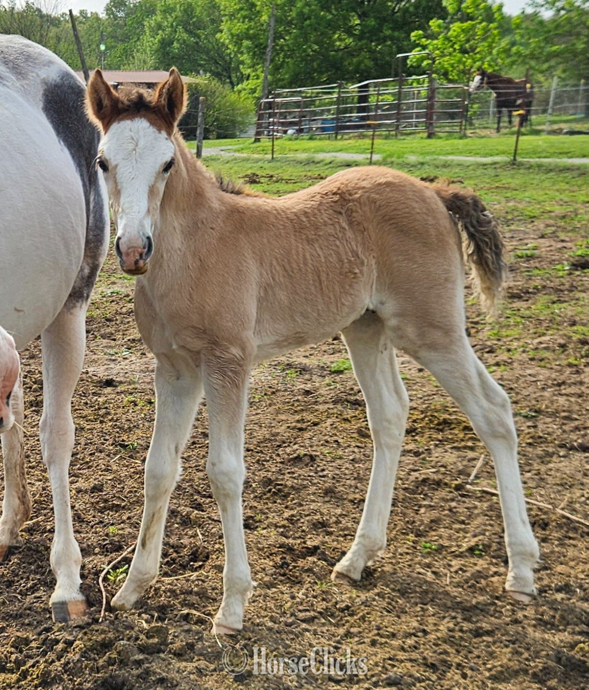 Arkansas "Ollie " Dun Colt Tennessee Walker