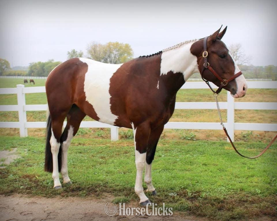 "REIGN" Piebald Mare Paint in North Carolina