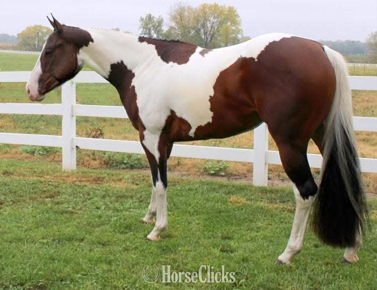 "REIGN" Piebald Mare Paint