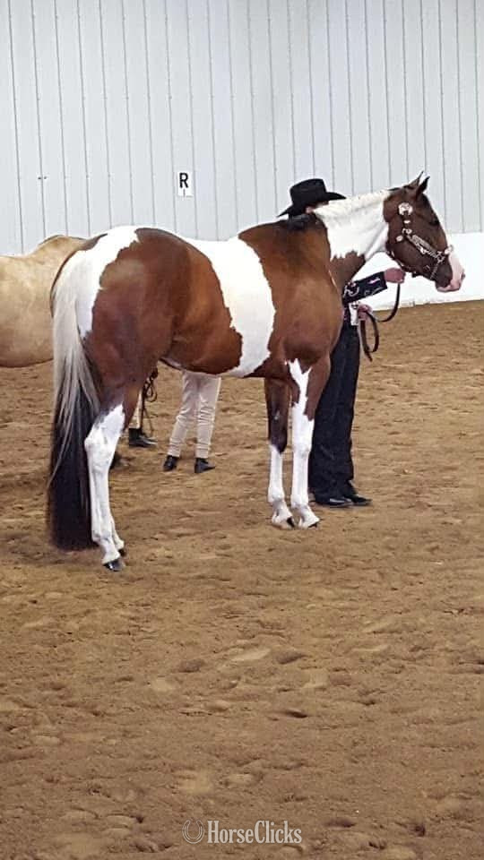 North Carolina "REIGN" Piebald Mare Paint