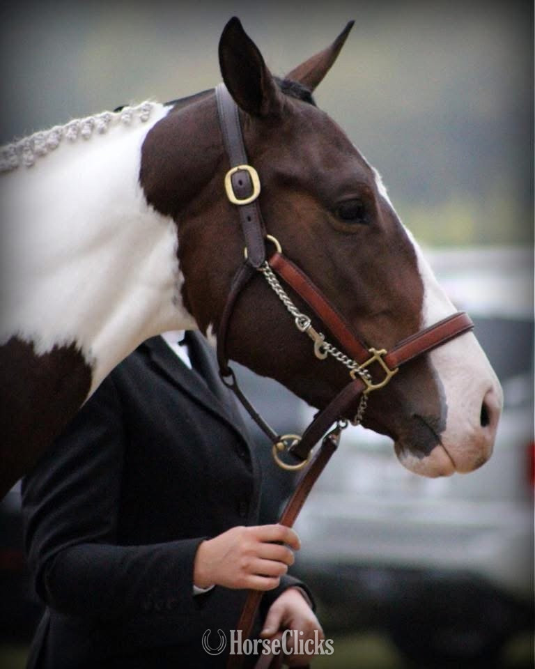 "REIGN" Piebald Mare Paint - Paint in North Carolina