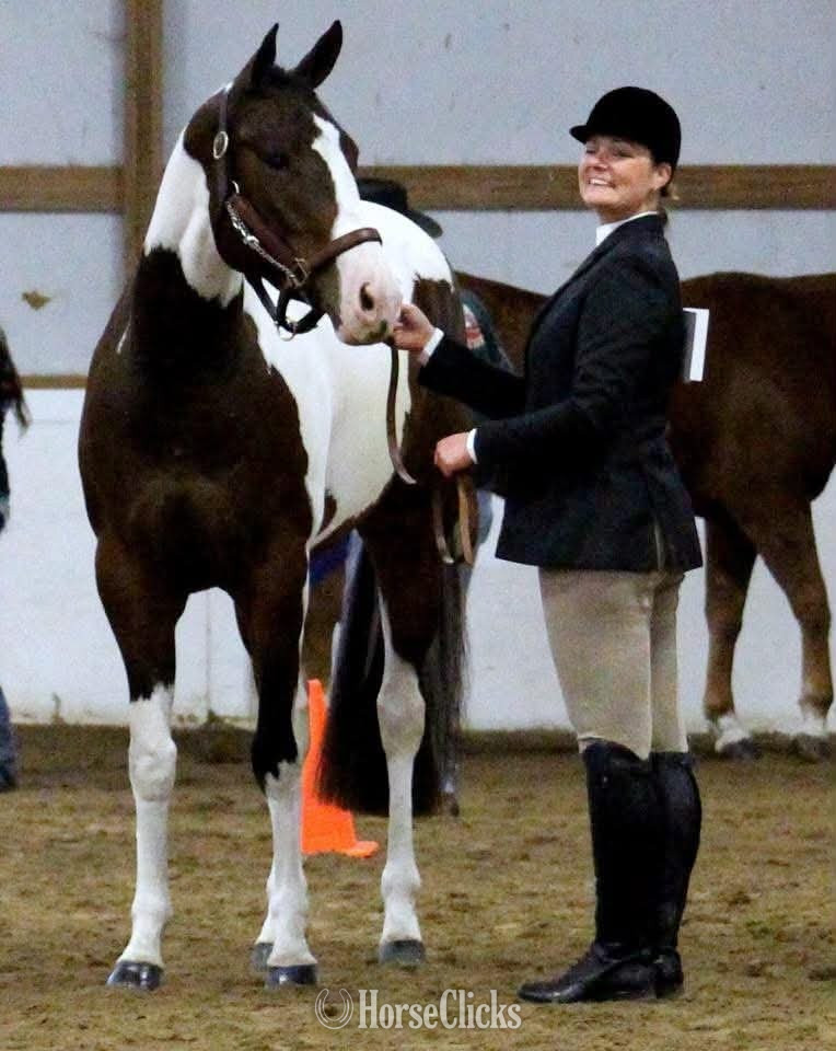 "REIGN" Piebald Mare Paint - Paint