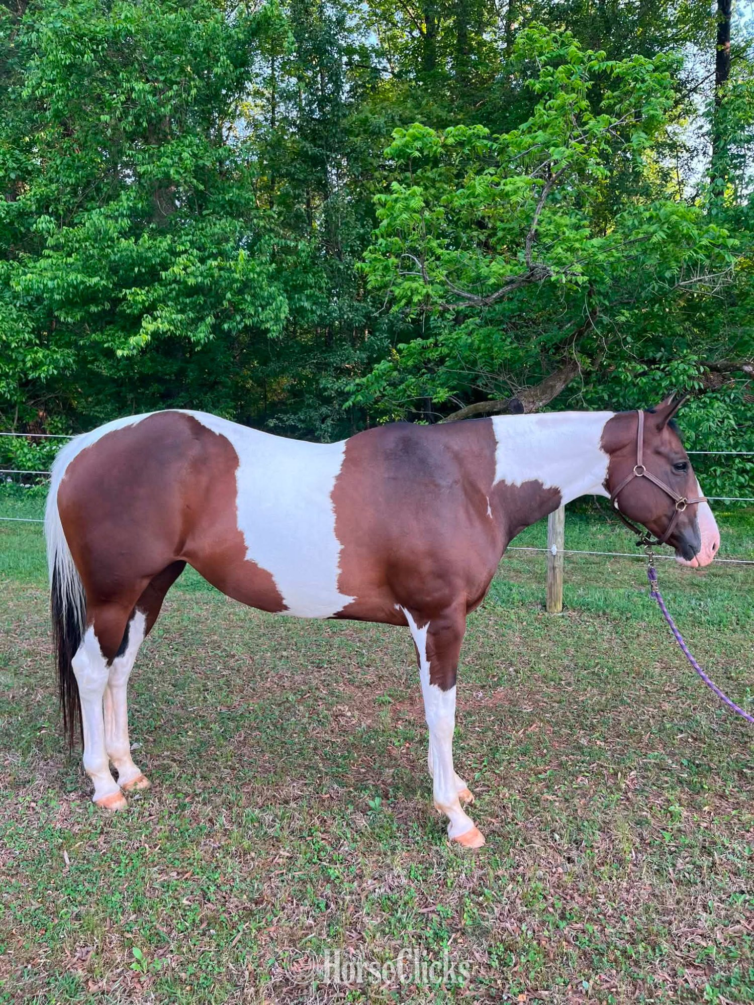 "REIGN" Piebald Mare Paint North Carolina