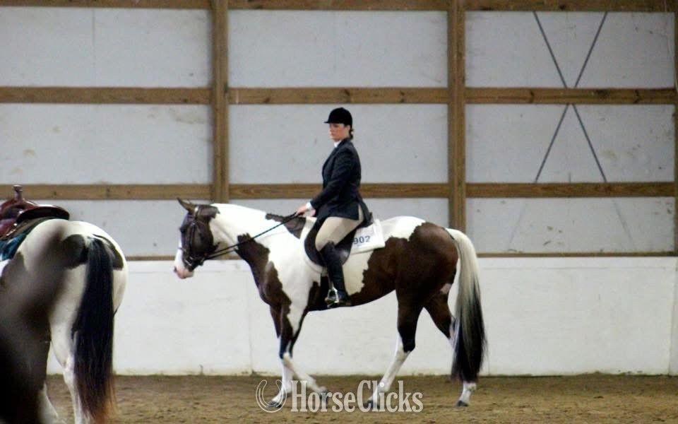 Paint - "REIGN" Piebald Mare Paint in North Carolina