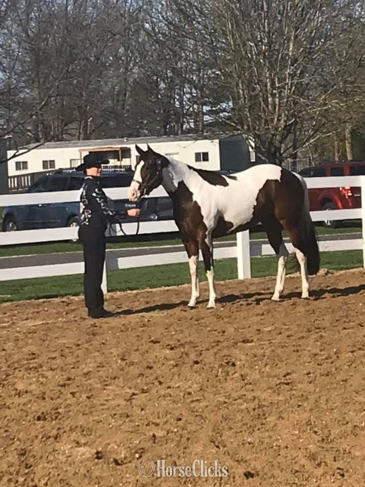 Paint - "REIGN" Piebald Mare Paint