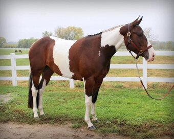 "REIGN" Piebald Mare Paint